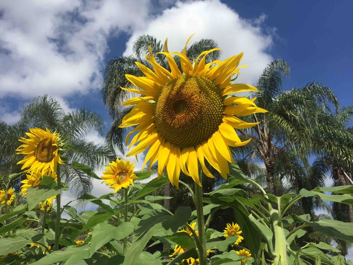 Sunflowers / Girassóis