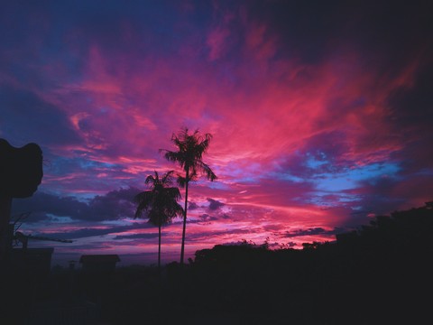 Coconut trees
