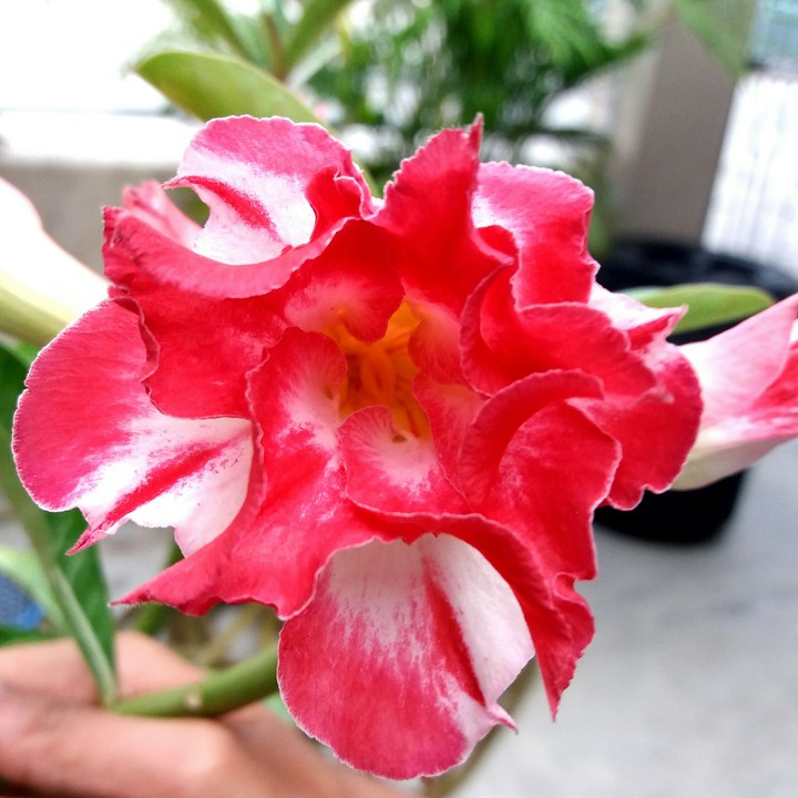 hybrid of adenium