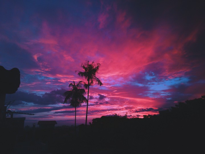 Coconut trees