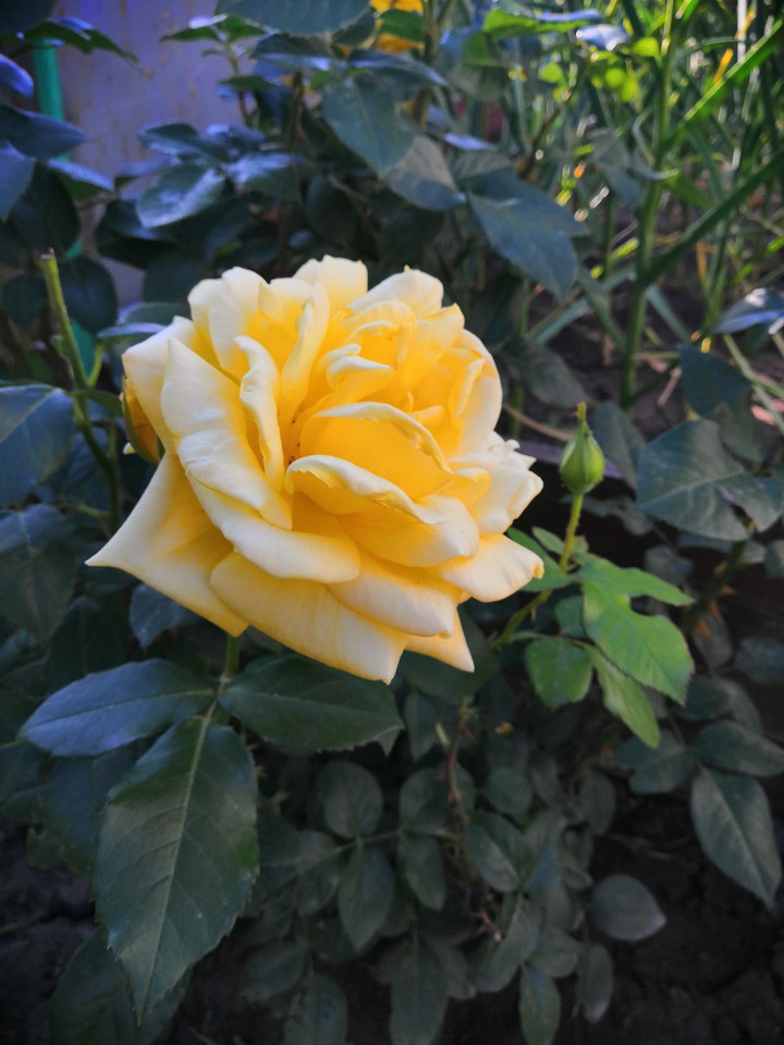 Yellow rose