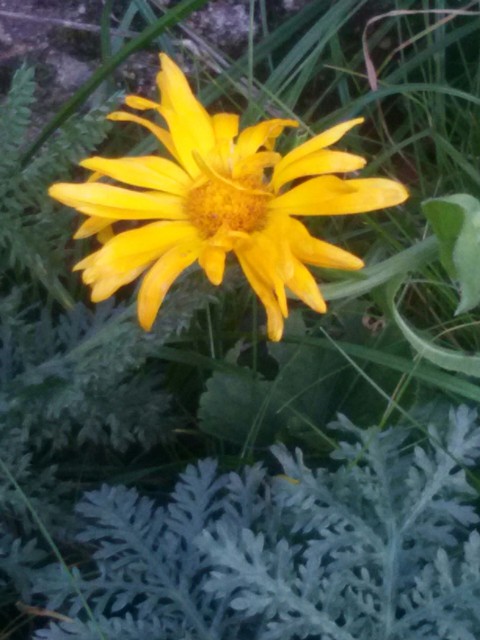 Herbstgelb