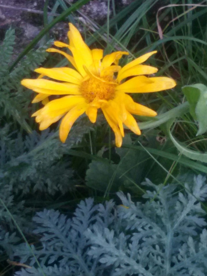 Herbstgelb