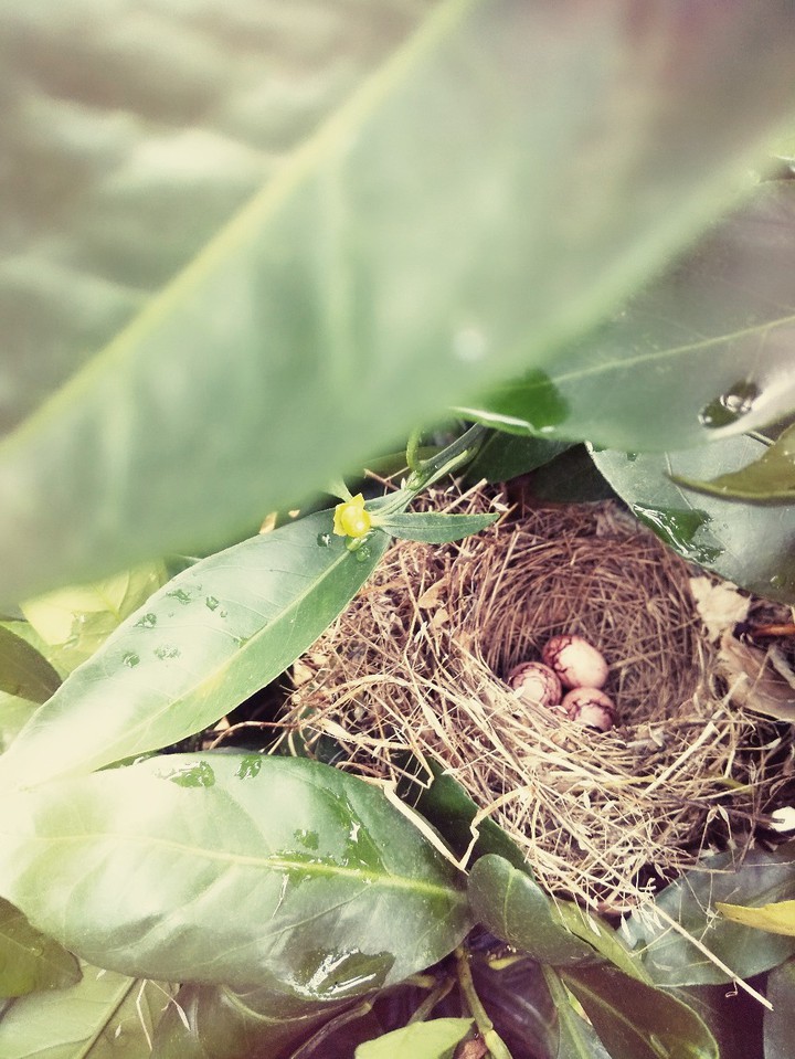 Bunting nest