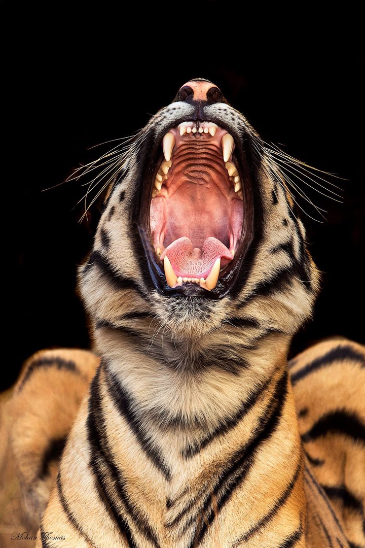 tiger ....count  my teeth!