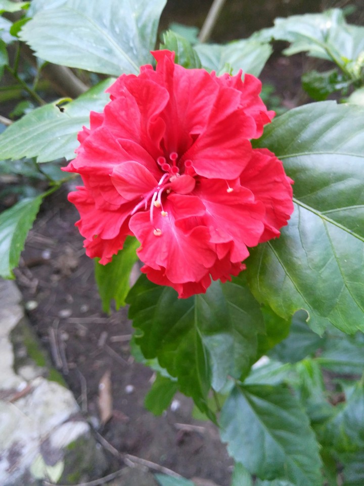 Hibiscus