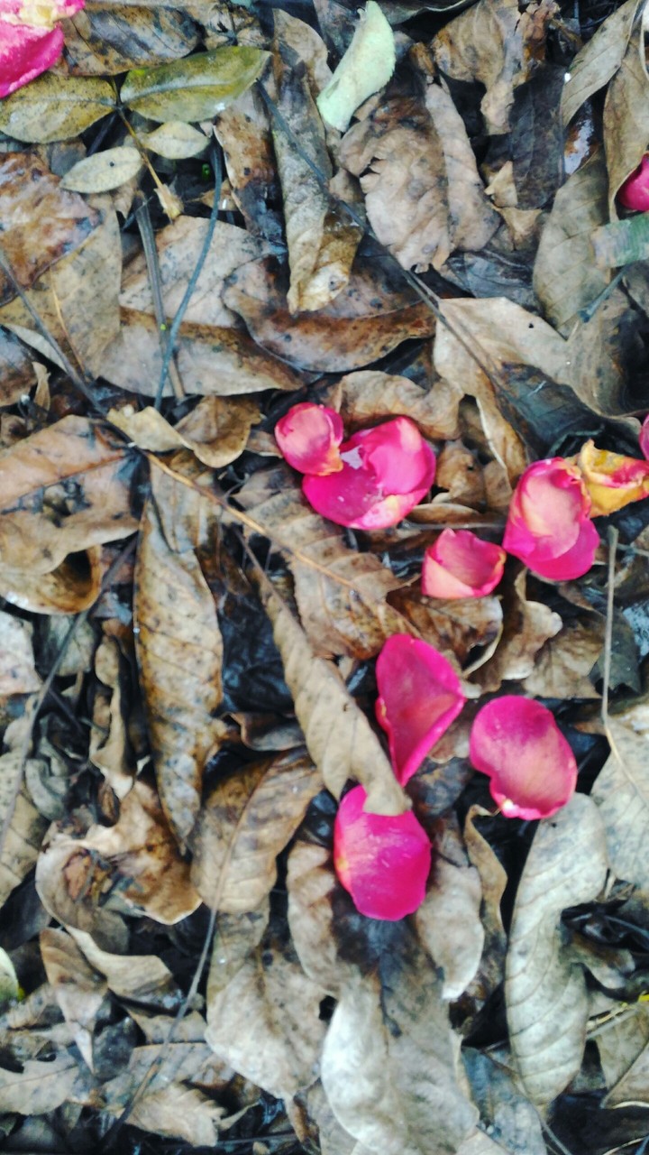 Little rose