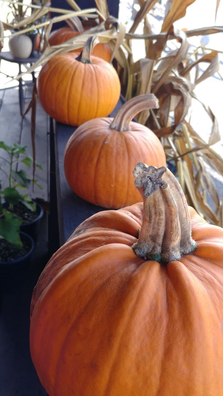 pumpkins