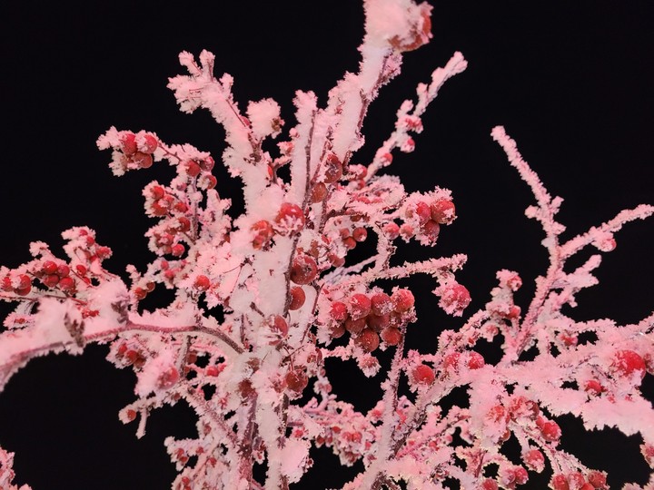 Pink berries