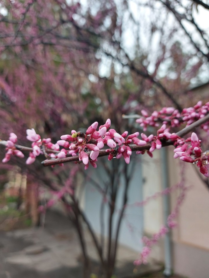 spring time