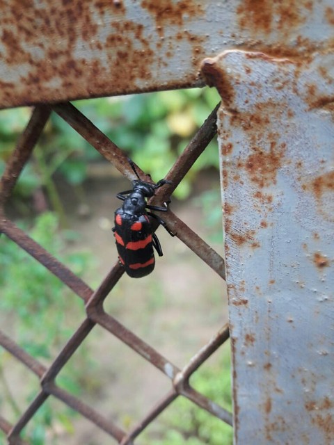 tapety arthropod, insect