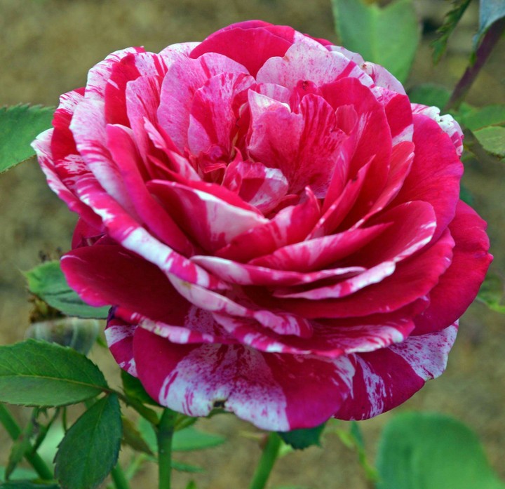 striped flower