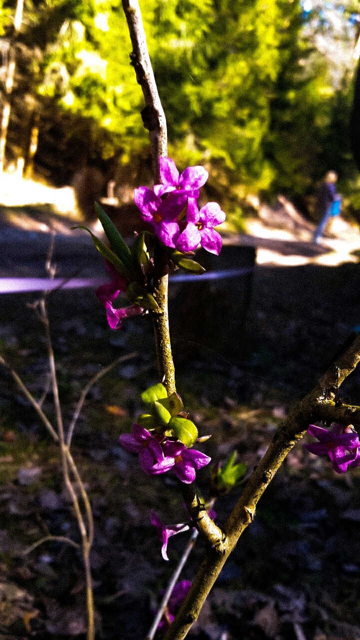 flower