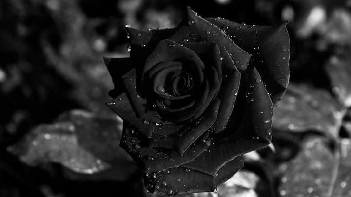 black rose.