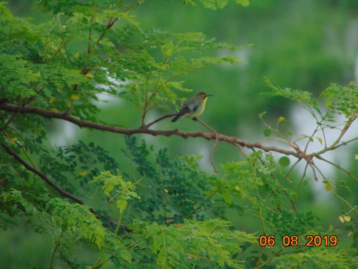 birds love