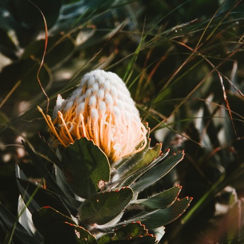 fungus, twig Hintergrundbilder