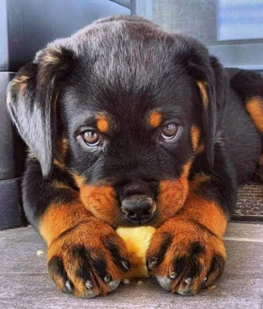 sweet dog