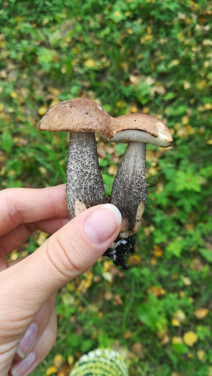 грибочки