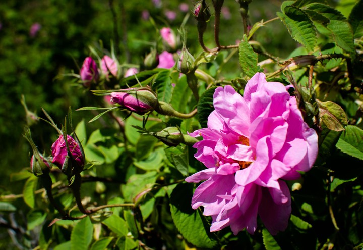 rosa damascena