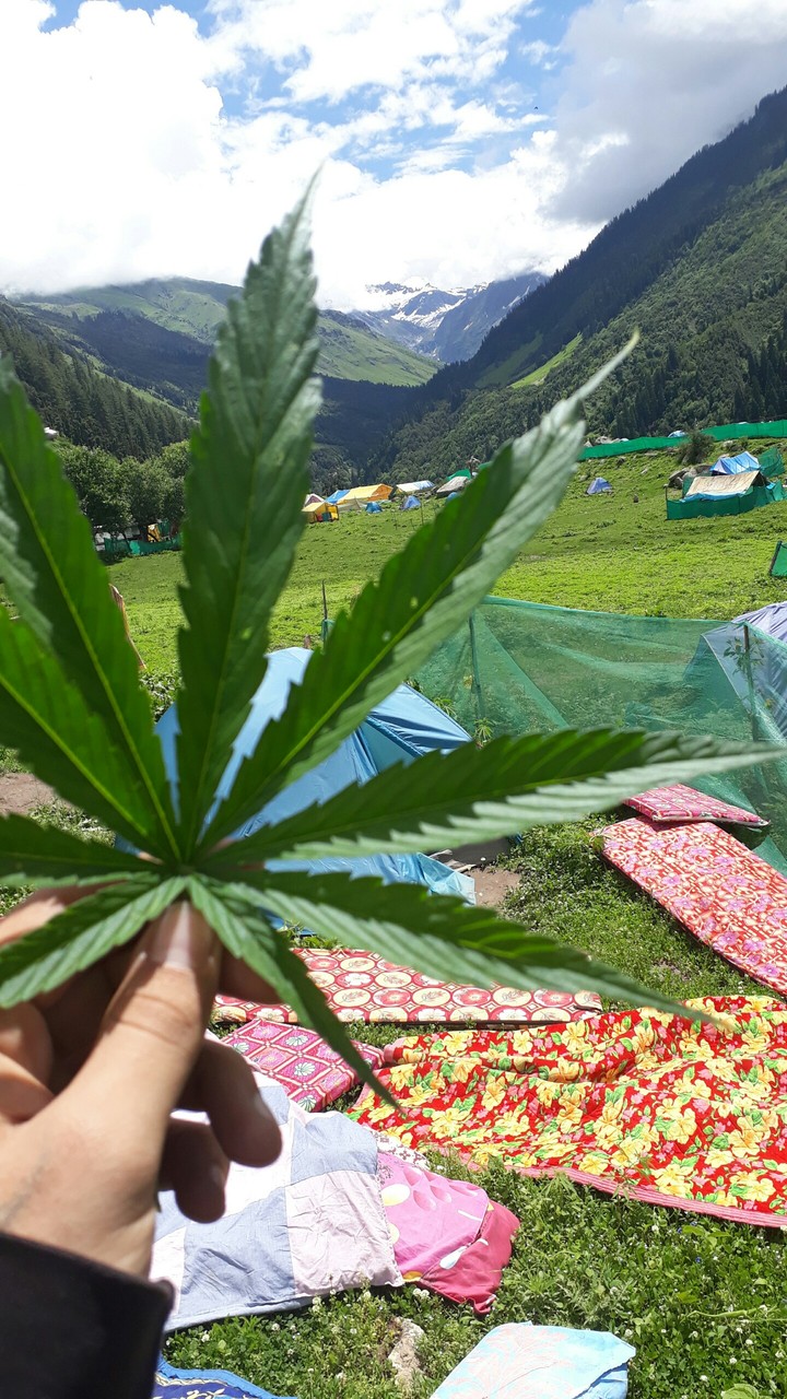 Green nature