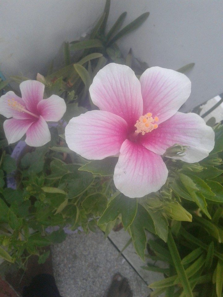 hibiscus