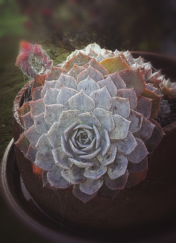 morning dew