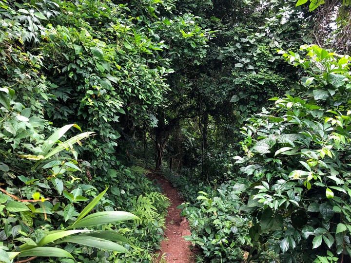 Thick forest