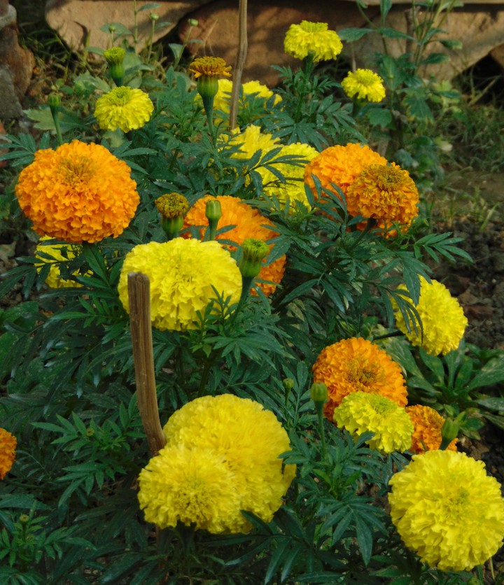 Merry Gold Flower