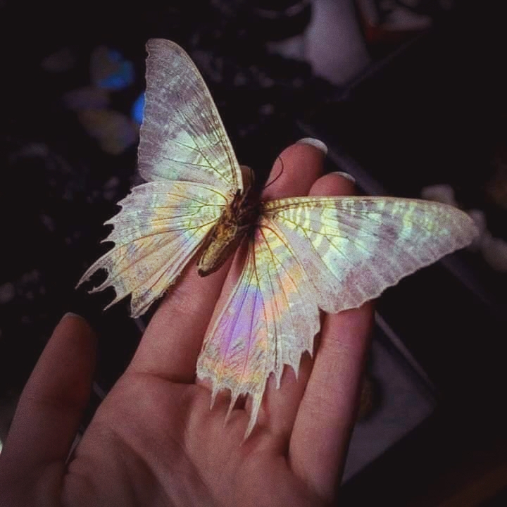 butterfly ❤️