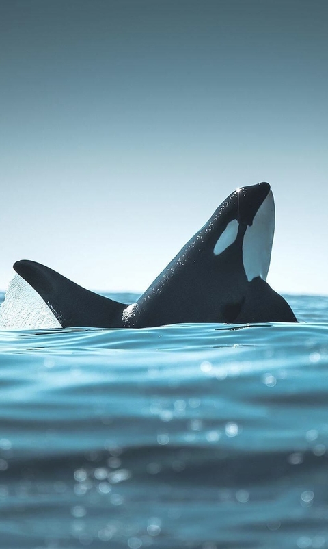 Liquid, Marine_biology, Fin