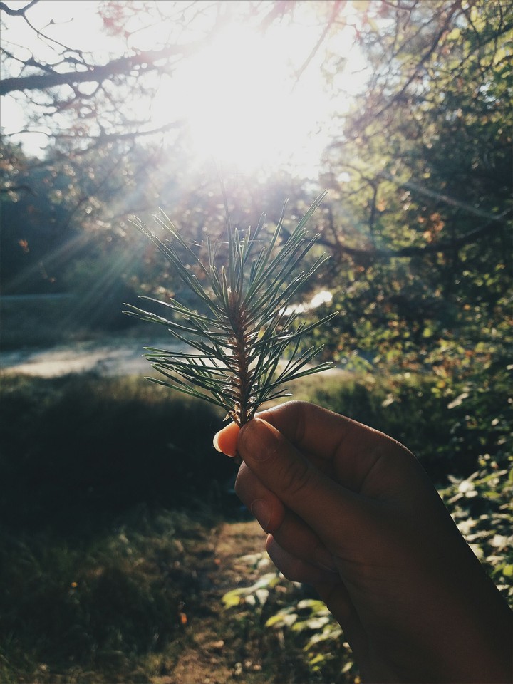 nature