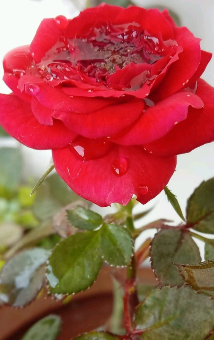 Rose with water droplets