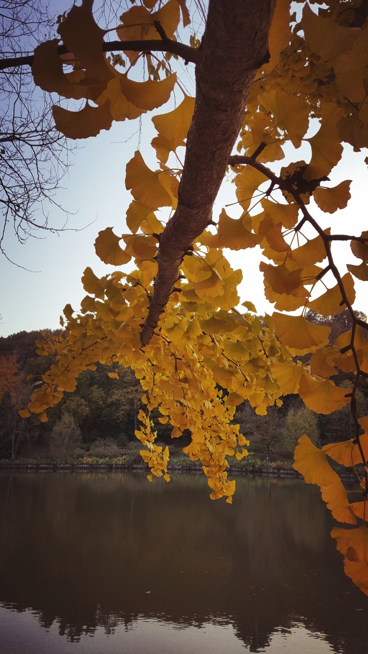 Autumn