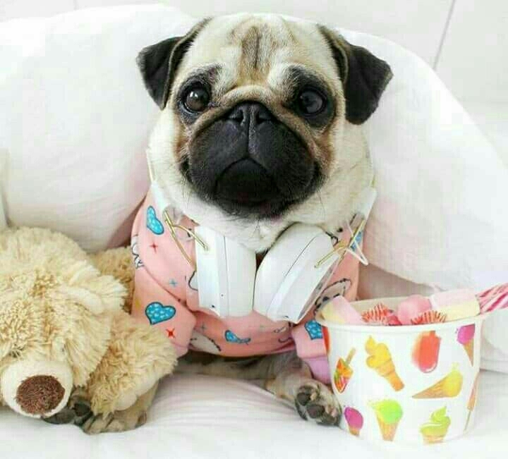 pug