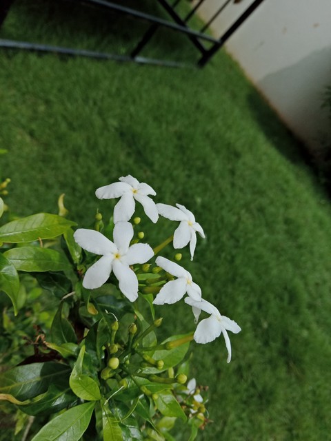 White and green