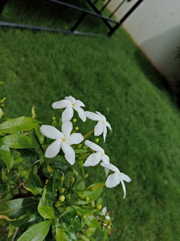 White and green