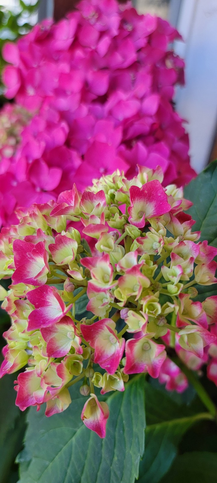 Pink Flower