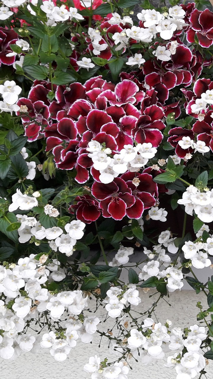 Garden 11