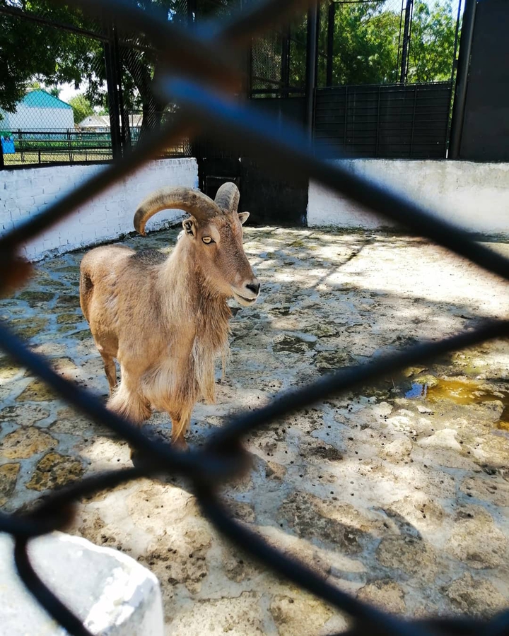 Goat