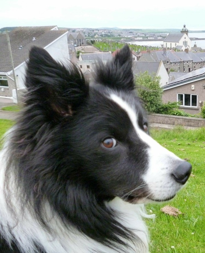 The Border Collie Because There Is No Better Dog