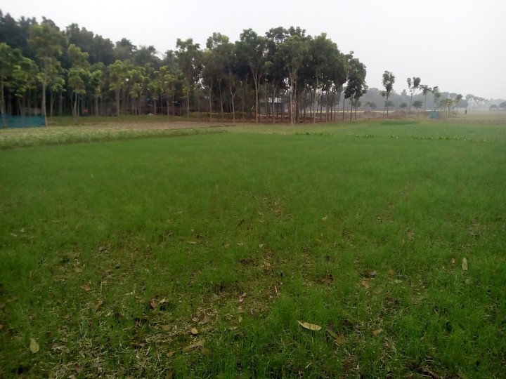 My village