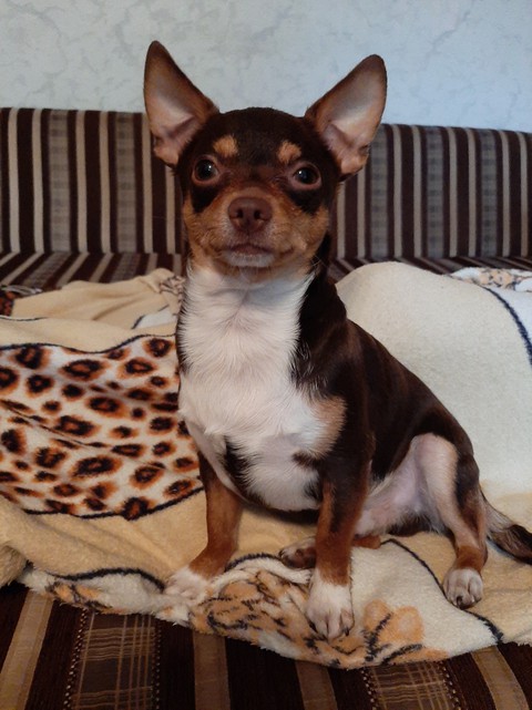 dog