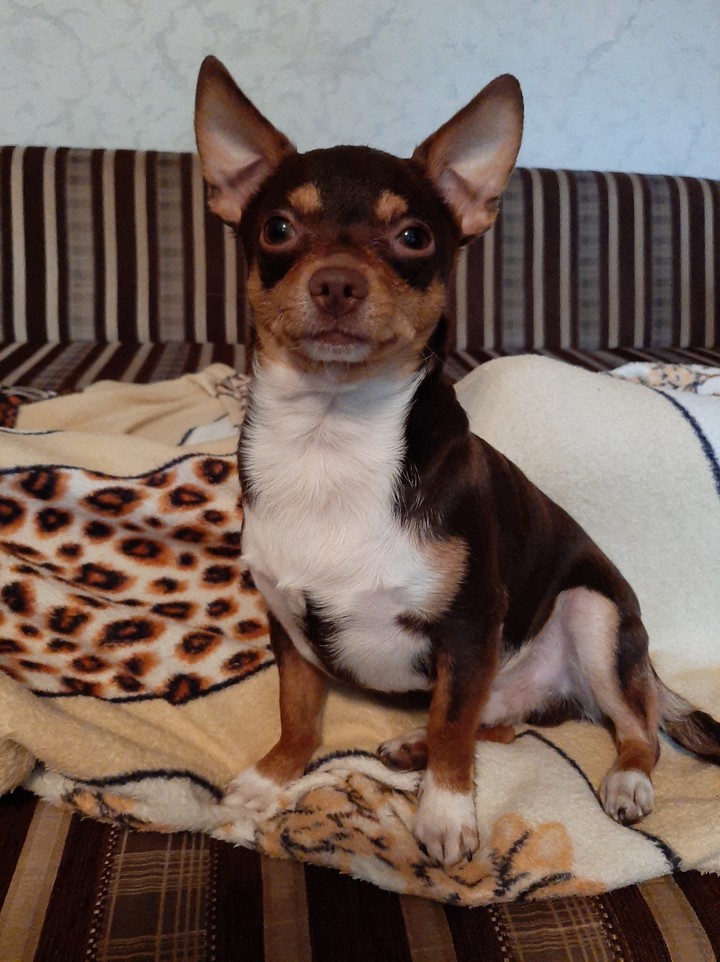 dog