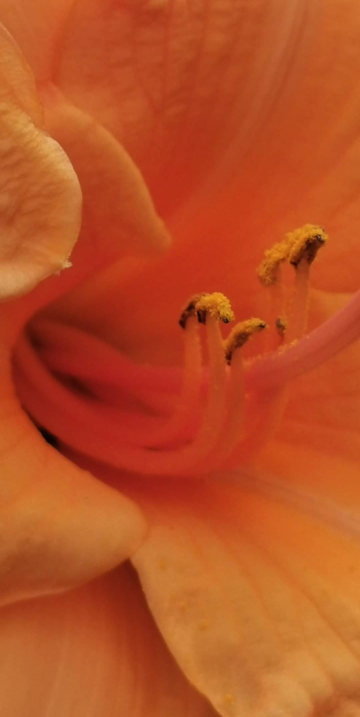 Lily #2