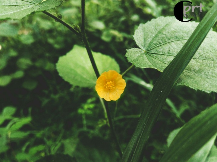 yellow flr