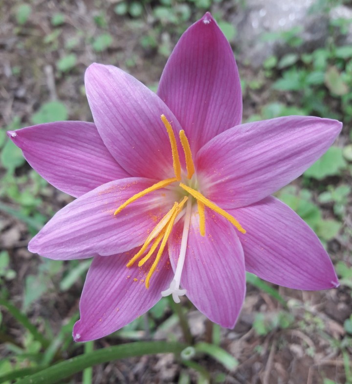 RARE ORCHID