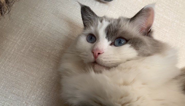 인형이니 ?!