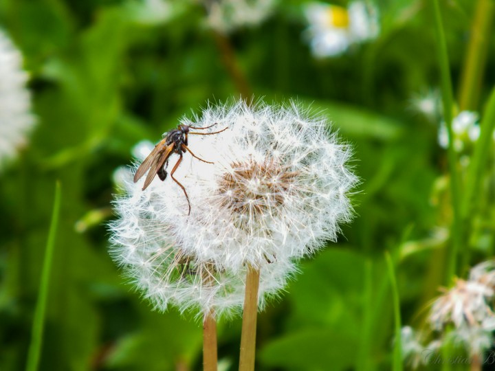 insect