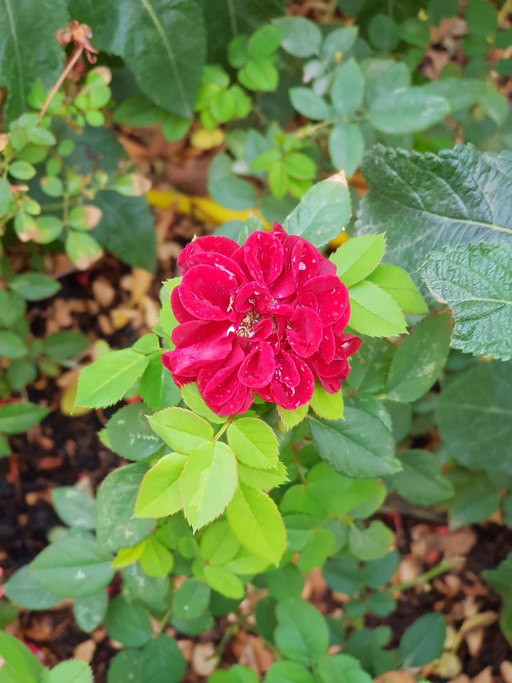 red in green