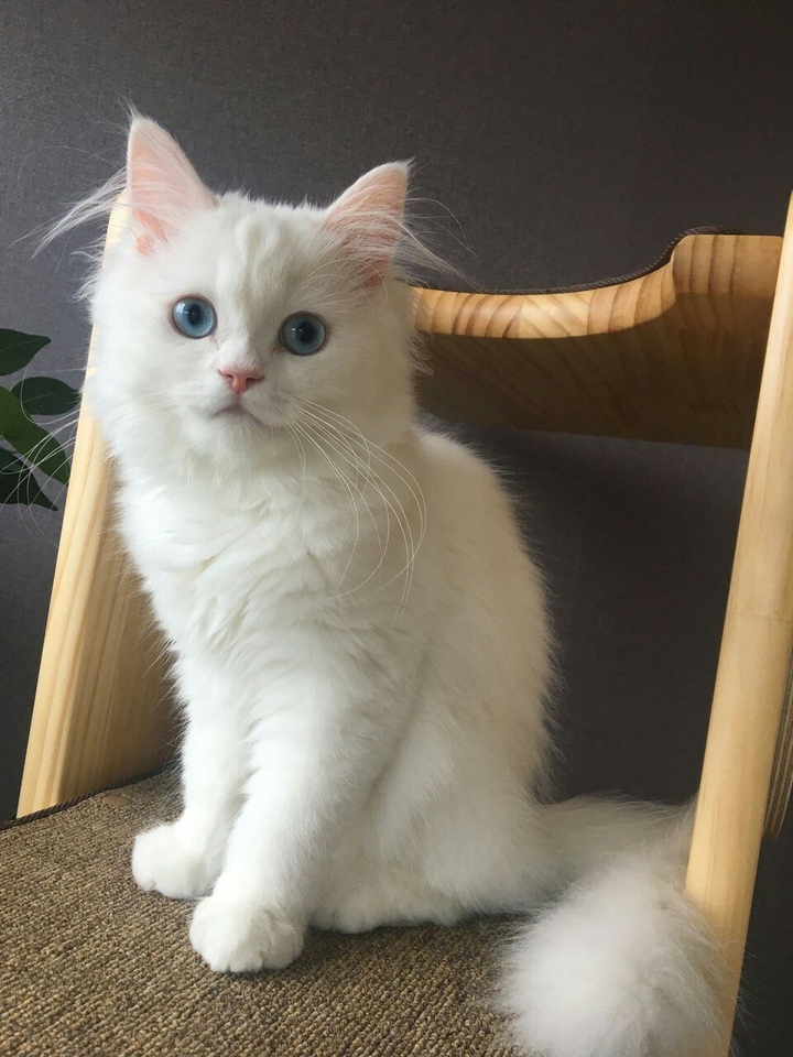 Cute
